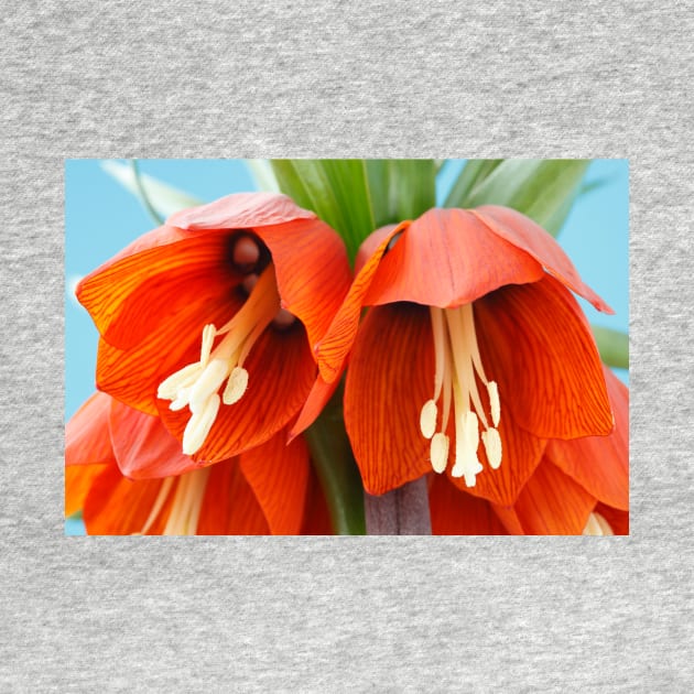 Fritillaria imperialis  &#39;Rubra&#39;  Crown imperial  Fritillary by chrisburrows